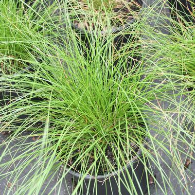 Carex appalachica 