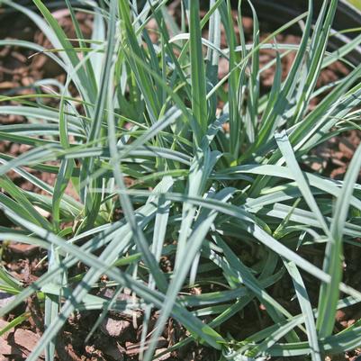 Carex glauca (flacca) Blue Zinger