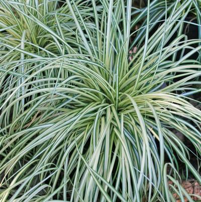 Carex oshimensis Evergold