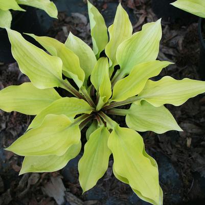 Hosta Fire Island