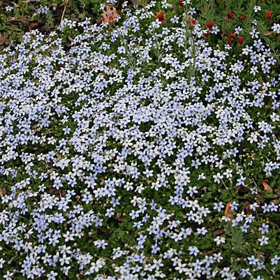 Isotoma fluviatilis 