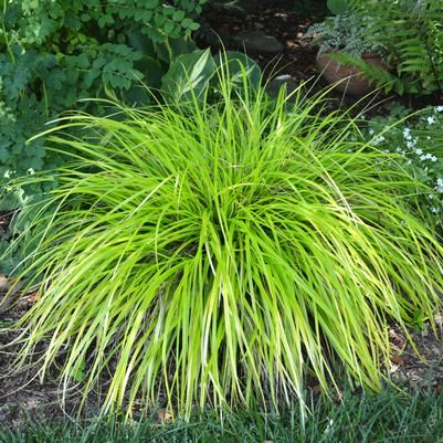 Carex oshimensis Everillo