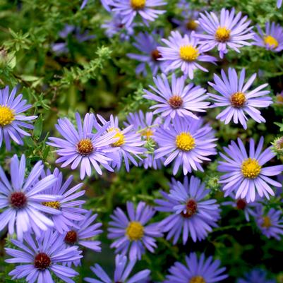 Aster (Symphyotrichum) oblongifolium October Skies