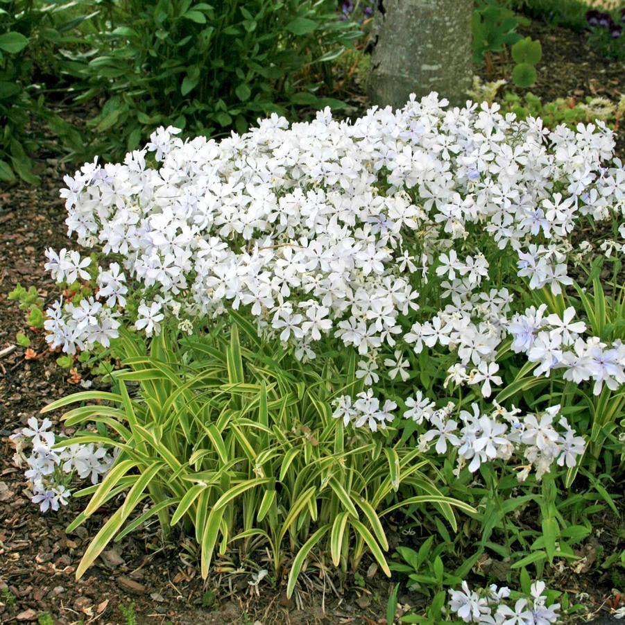 Phlox divaricata May Breeze