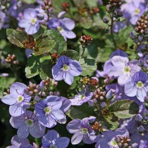 Veronica peduncularis Waterperry Blue