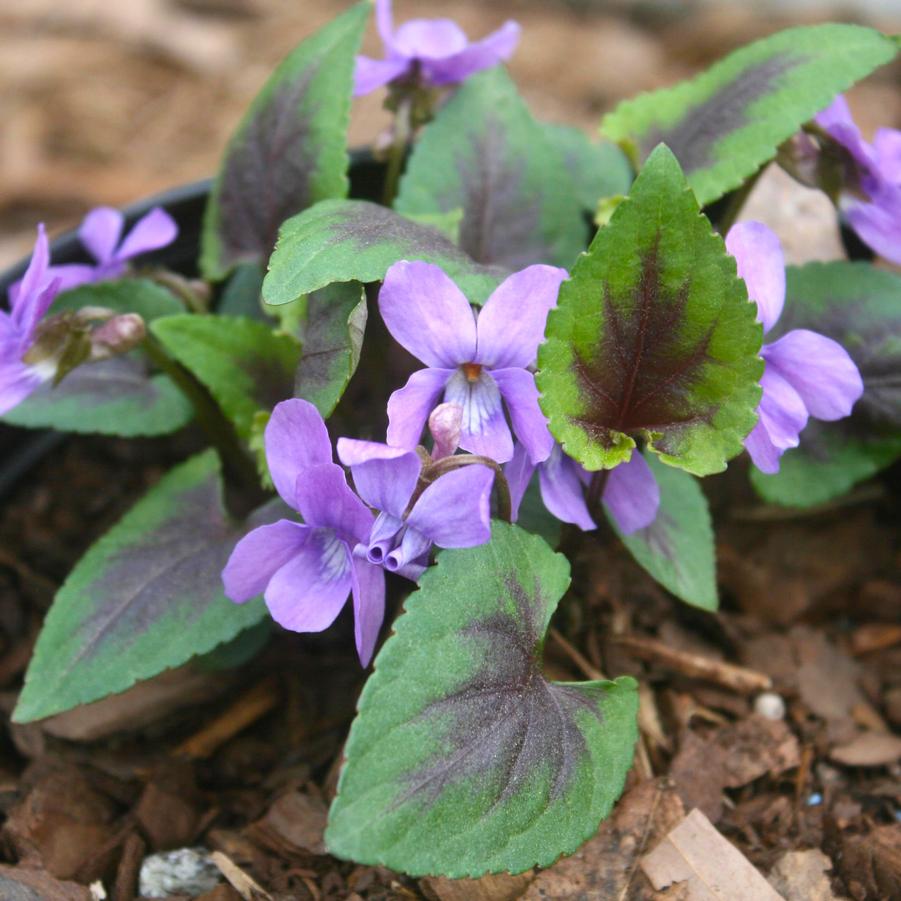 Viola koreana Heartthrob