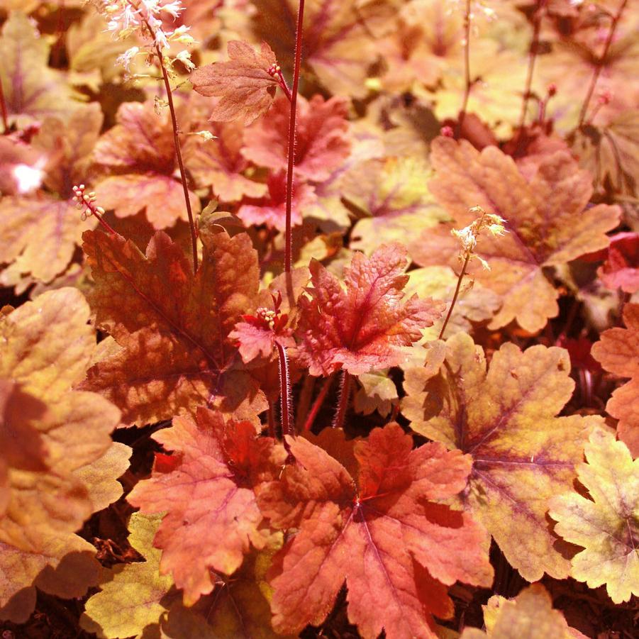 Heucherella Sweet Tea