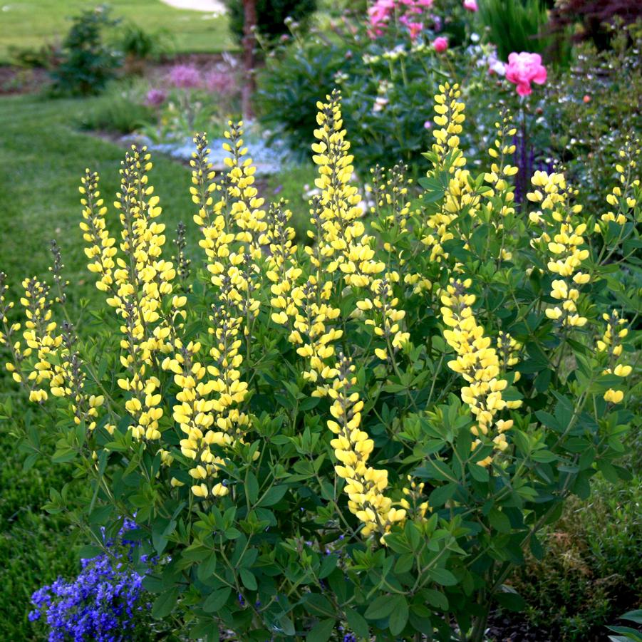 Baptisia minor Lemon Meringue