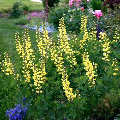 Baptisia minor Lemon Meringue