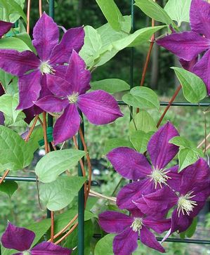 Clematis Jackmanii