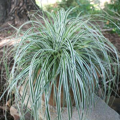 Carex oshimensis Everest