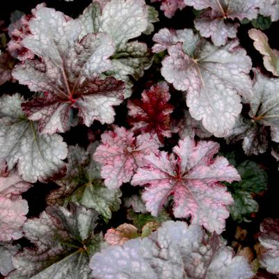 Heuchera brizoides Plum Pudding