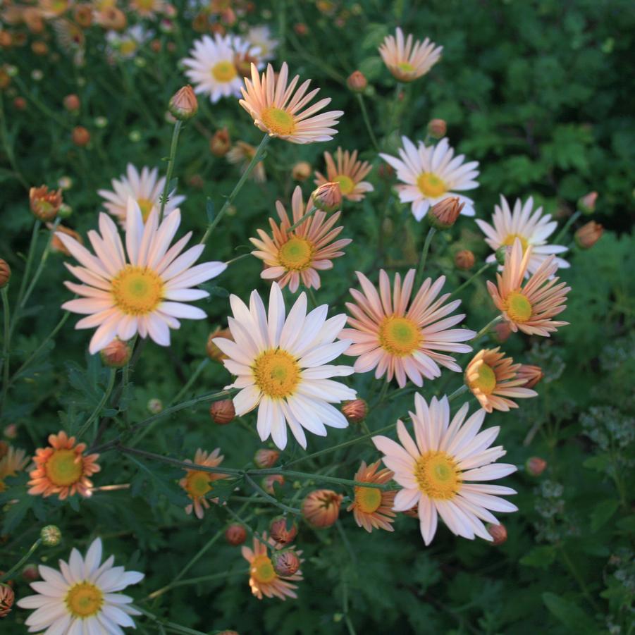 Chrysanthemum (Dendranthema) Pink Sheffield