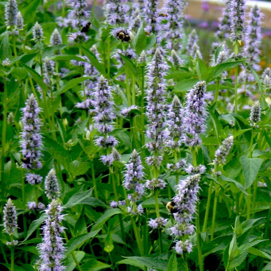 Agastache Blue Fortune