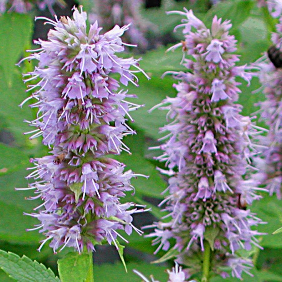 Agastache Blue Fortune