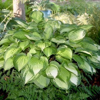 Hosta Island Breeze