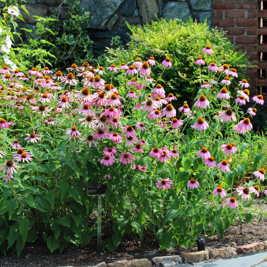 Echinacea pallida 