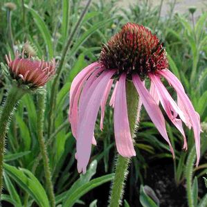 Echinacea pallida 