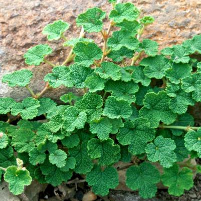 Rubus calycinoides 