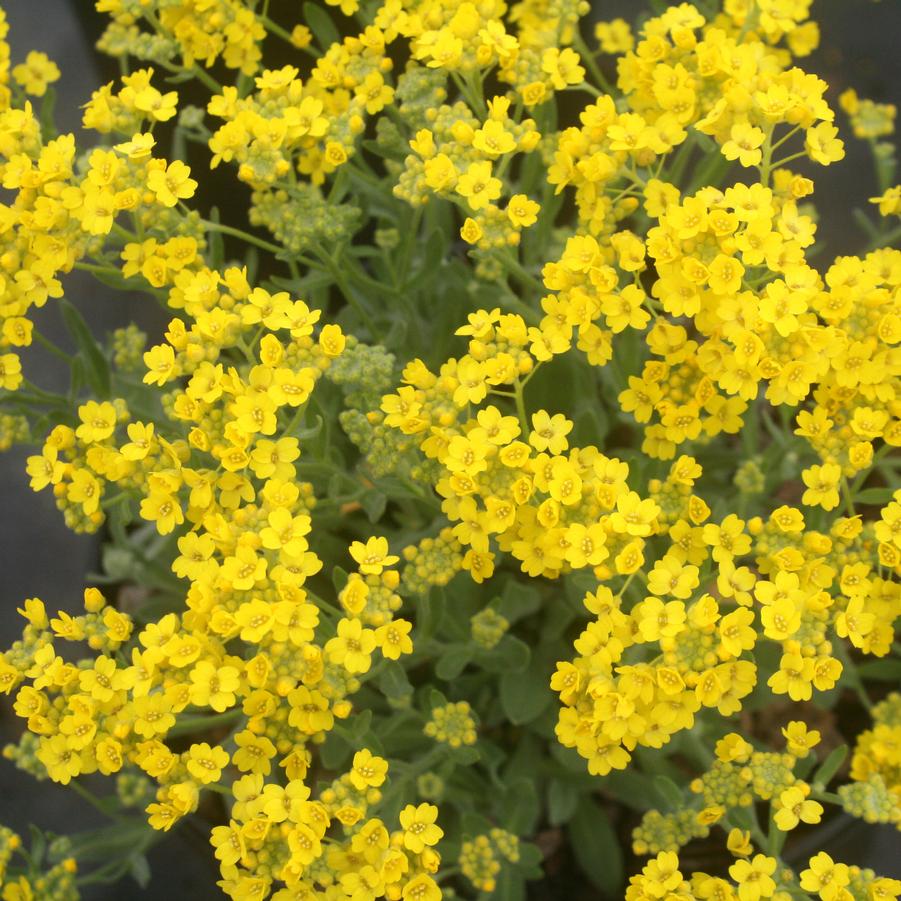 Alyssum saxatile Compactum