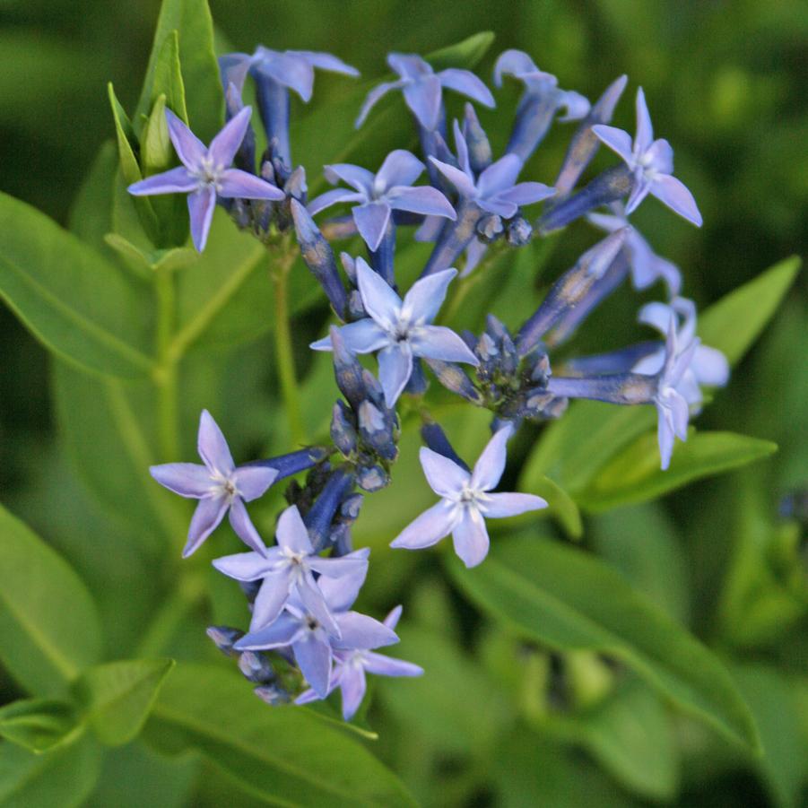 Amsonia Blue Ice