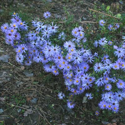 Aster (Symphyotrichum) oblongifolium Raydon's Favorite