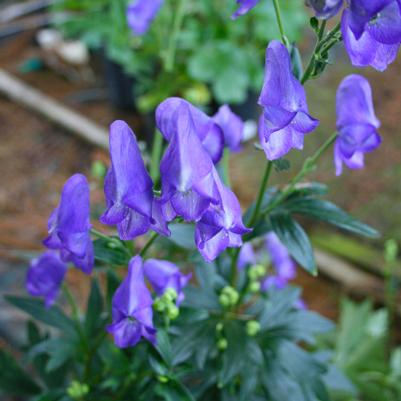 Aconitum carmichaelii Arendsii