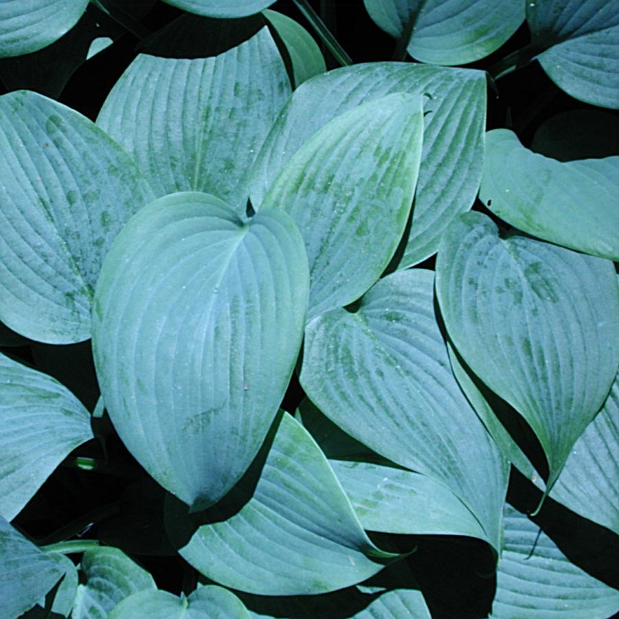 Hosta Fragrant Blue