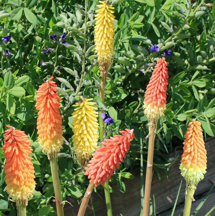 Kniphofia uvaria Pfitzer Hybrids