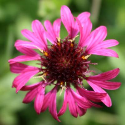 Gaillardia aestivalis Grape Sensation