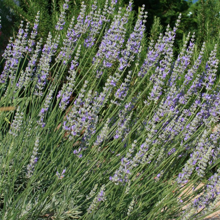 Lavandula intermedia Provence