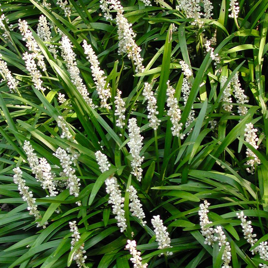 Liriope muscari Monroe's White