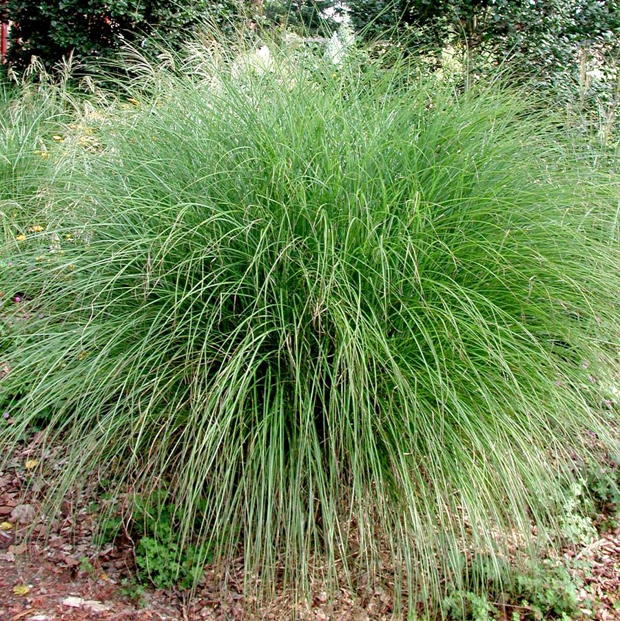 Miscanthus sinensis Gracillimus