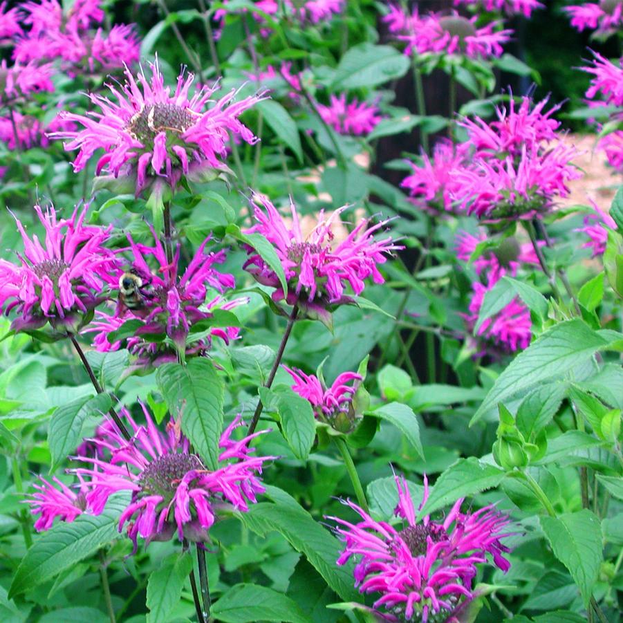 Monarda didyma Blue Stocking