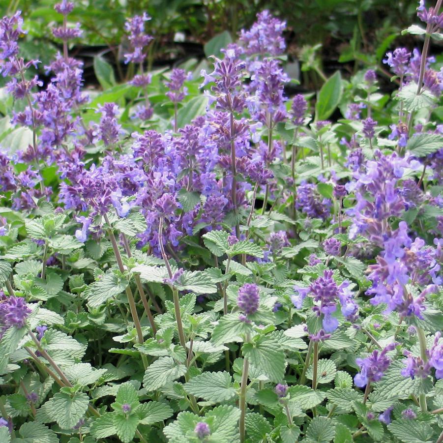 Nepeta faassenii 