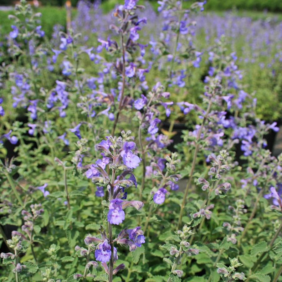 Nepeta faassenii Six Hills Giant