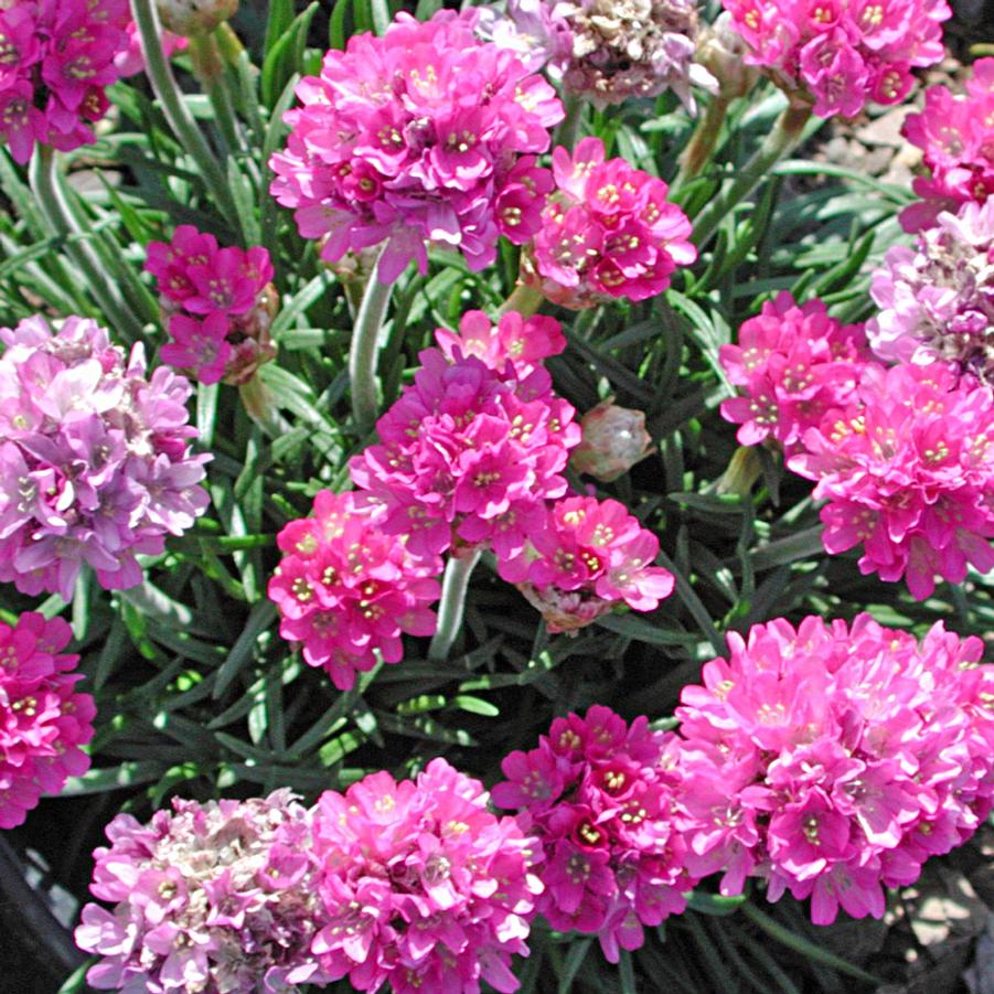 Armeria maritima Splendens