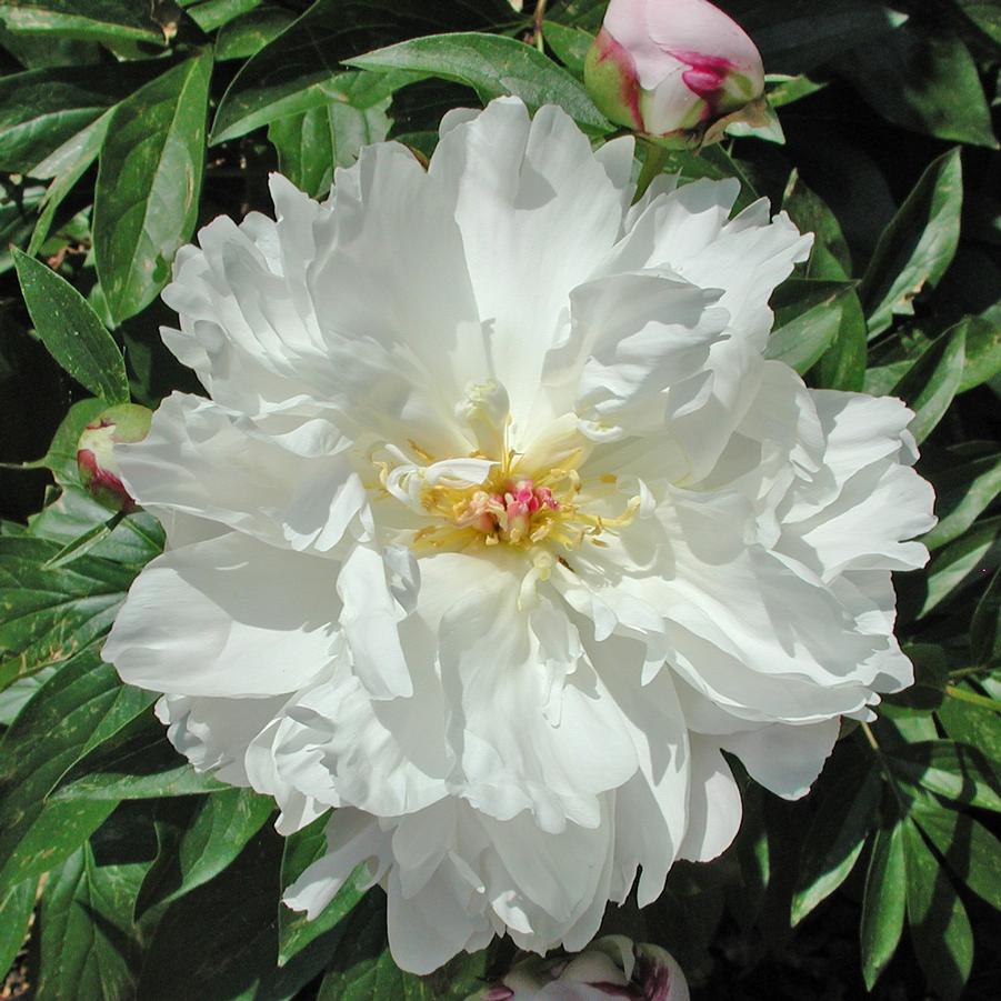 Paeonia lactiflora Festiva Maxima