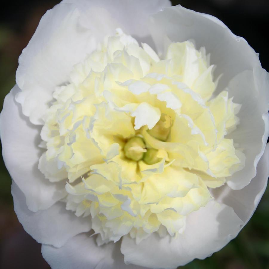 Paeonia lactiflora Primavera