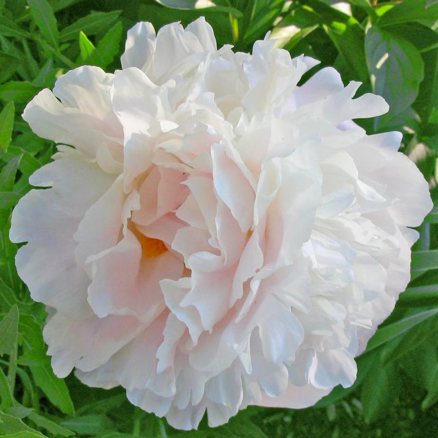 Paeonia lactiflora Shirley Temple