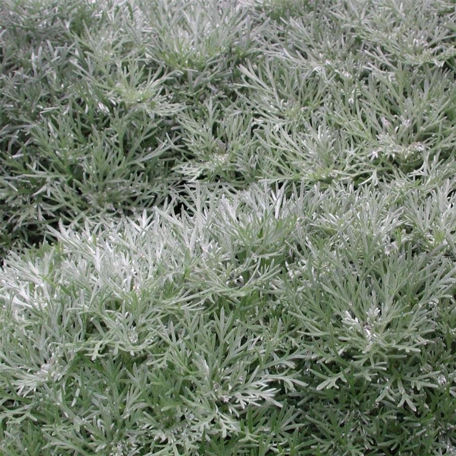 Artemisia schmidtiana Silver Mound