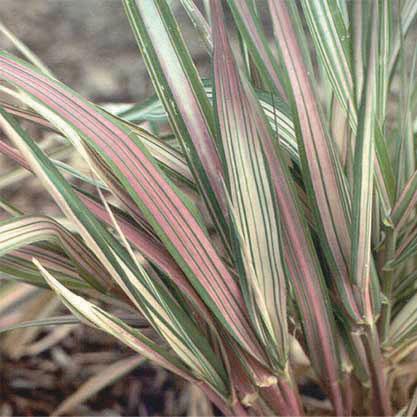 Phalaris arundinacea Strawberries and Cream