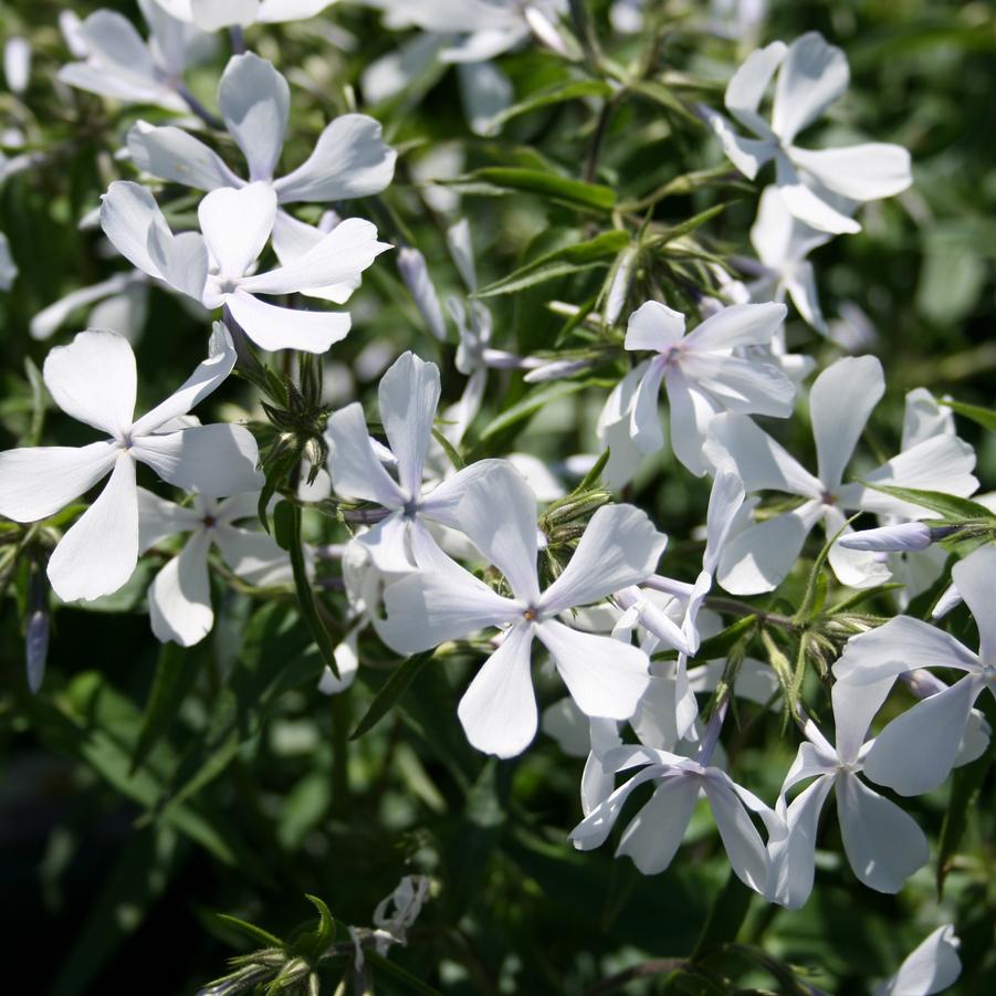 Phlox divaricata May Breeze