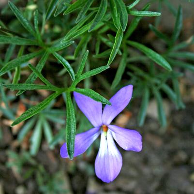 Viola pedata 