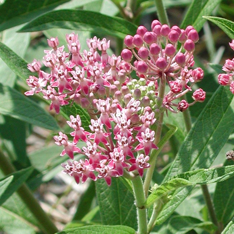 Asclepias incarnata 