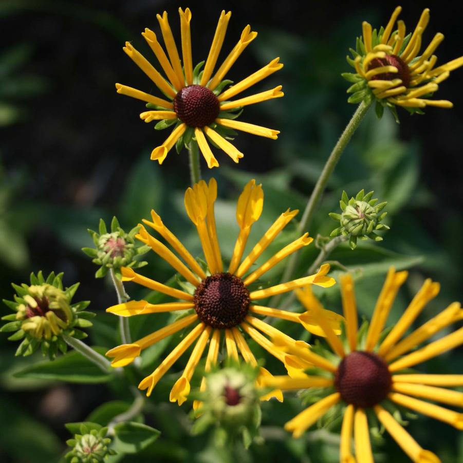 Rudbeckia subtomentosa Henry Eilers