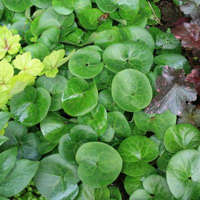 Asarum europaeum 