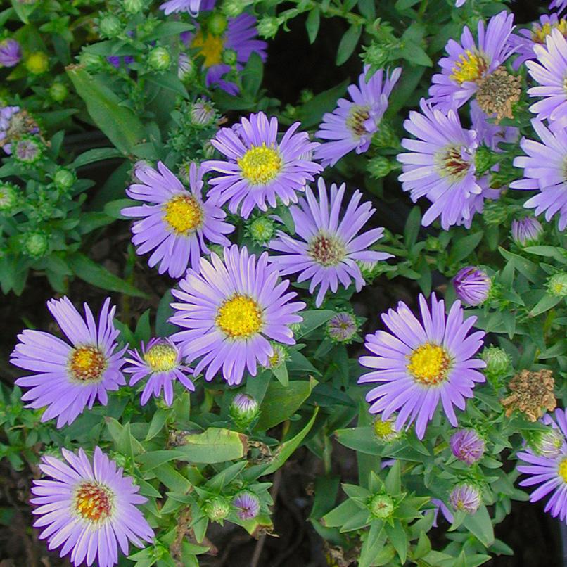 Aster (Symphyotrichum) dumosum Wood's Blue