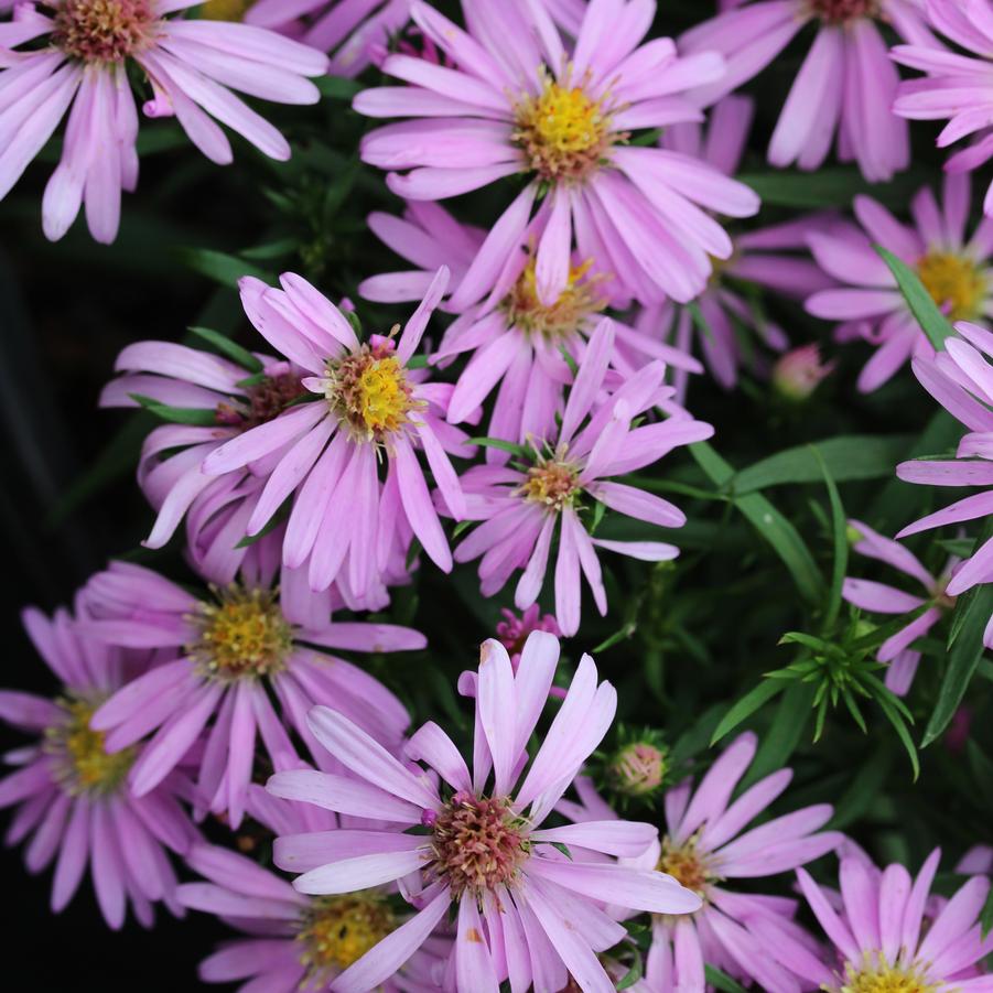 Aster (Symphyotrichum) dumosum Wood's Pink