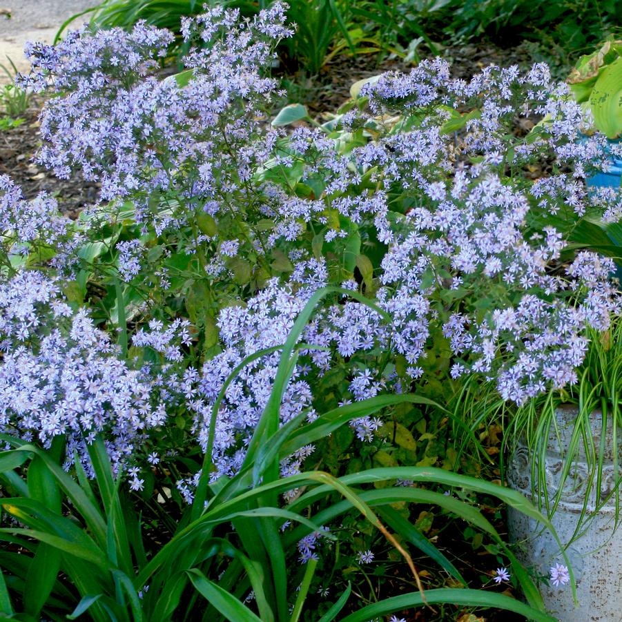 Aster (Symphyotrichum) cordifolium 